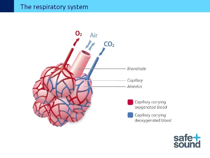 The respiratory system 