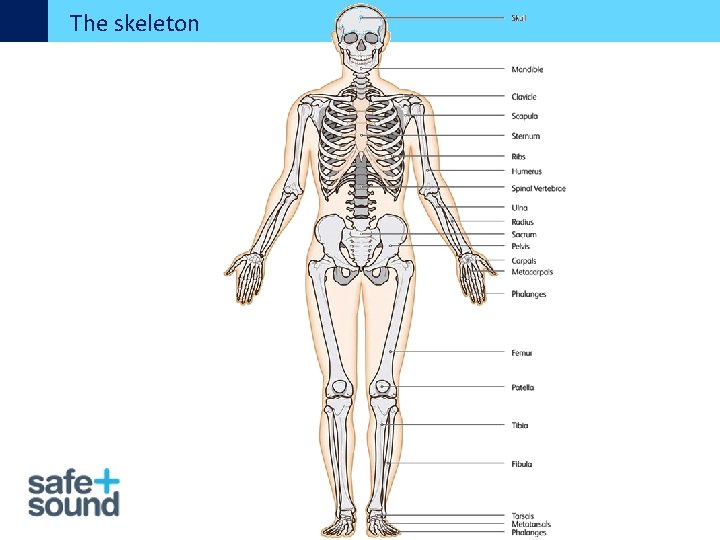 The skeleton 