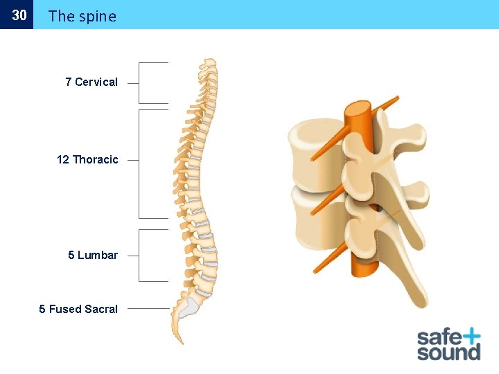 30 The spine 7 Cervical 12 Thoracic 5 Lumbar 5 Fused Sacral 