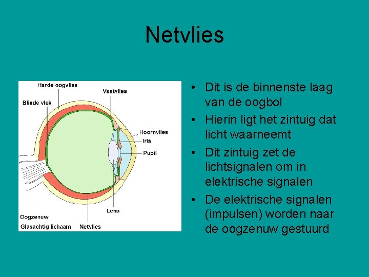 Netvlies • Dit is de binnenste laag van de oogbol • Hierin ligt het