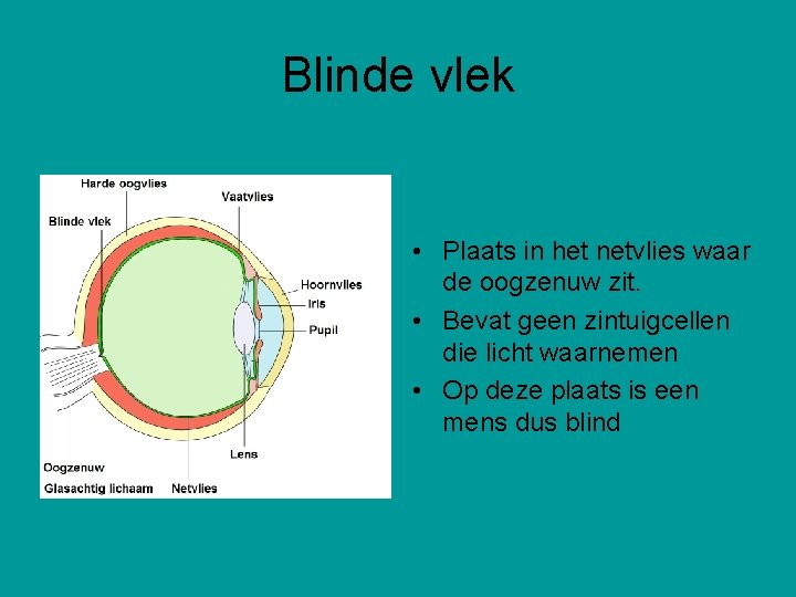 Blinde vlek • Plaats in het netvlies waar de oogzenuw zit. • Bevat geen