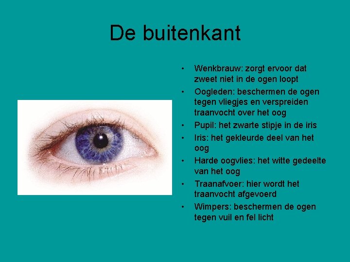 De buitenkant • • Wenkbrauw: zorgt ervoor dat zweet niet in de ogen loopt