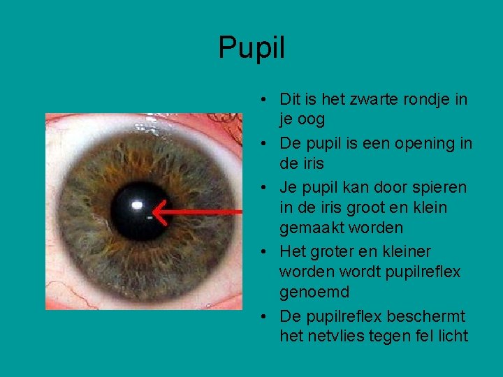 Pupil • Dit is het zwarte rondje in je oog • De pupil is