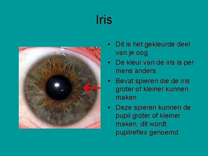 Iris • Dit is het gekleurde deel van je oog • De kleur van