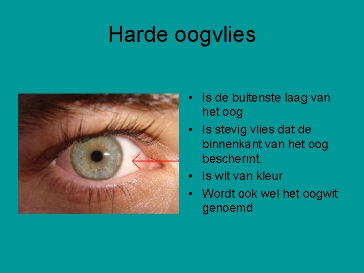 Harde oogvlies • Is de buitenste laag van het oog • Is stevig vlies