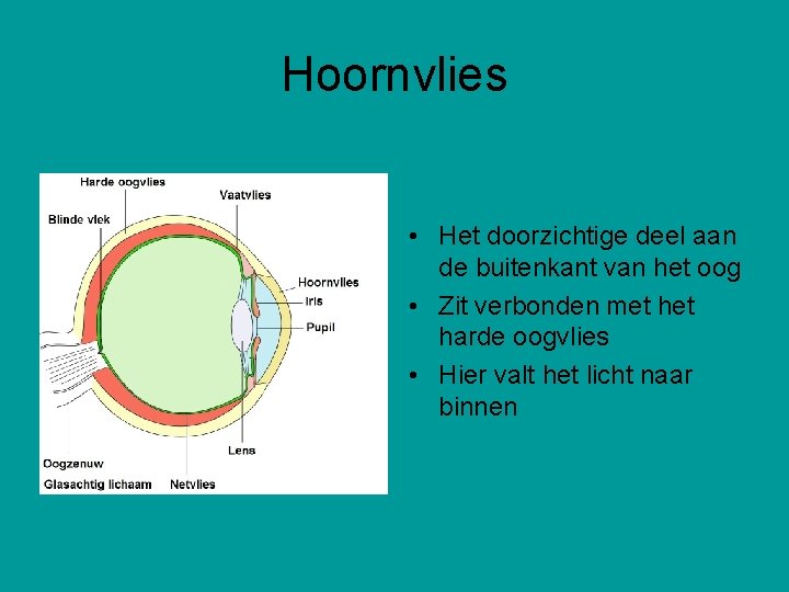 Hoornvlies • Het doorzichtige deel aan de buitenkant van het oog • Zit verbonden