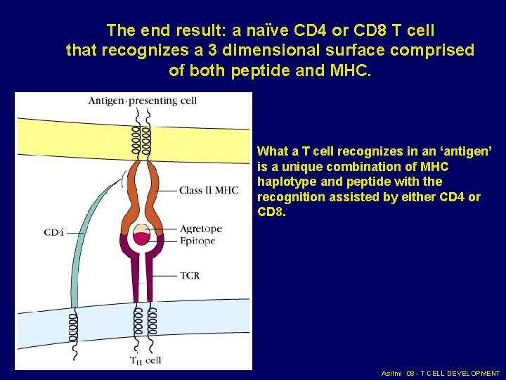 The end result: a naïve CD 4 or CD 8 T cell that recognizes The end result: a naïve CD 4 or CD 8 T cell that recognizes