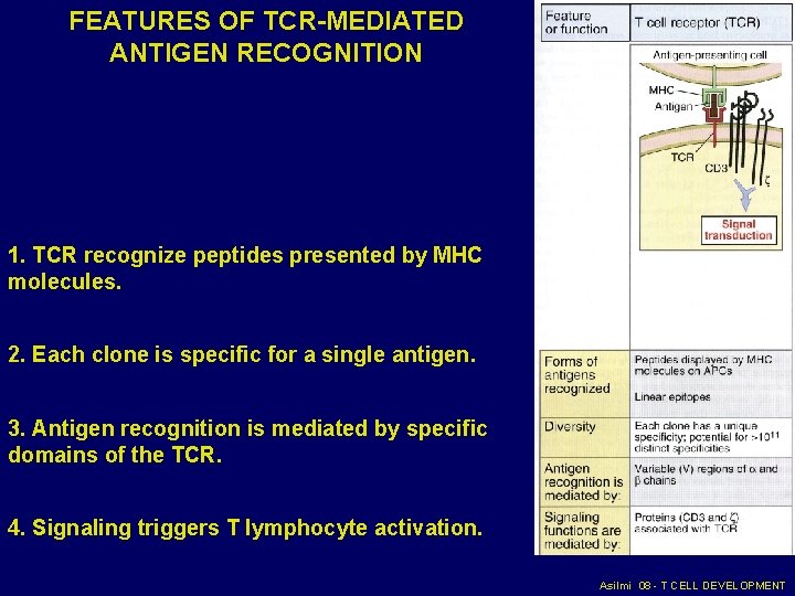 FEATURES OF TCR-MEDIATED ANTIGEN RECOGNITION 1. TCR recognize peptides presented by MHC molecules. 2. FEATURES OF TCR-MEDIATED ANTIGEN RECOGNITION 1. TCR recognize peptides presented by MHC molecules. 2.