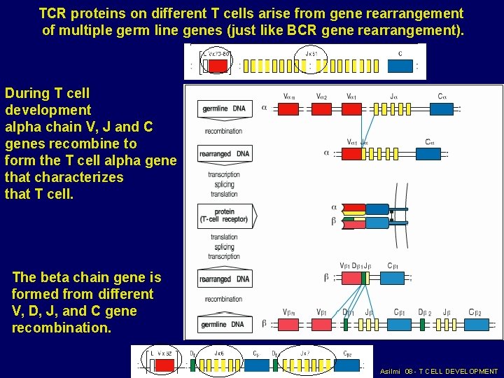 TCR proteins on different T cells arise from gene rearrangement of multiple germ line TCR proteins on different T cells arise from gene rearrangement of multiple germ line