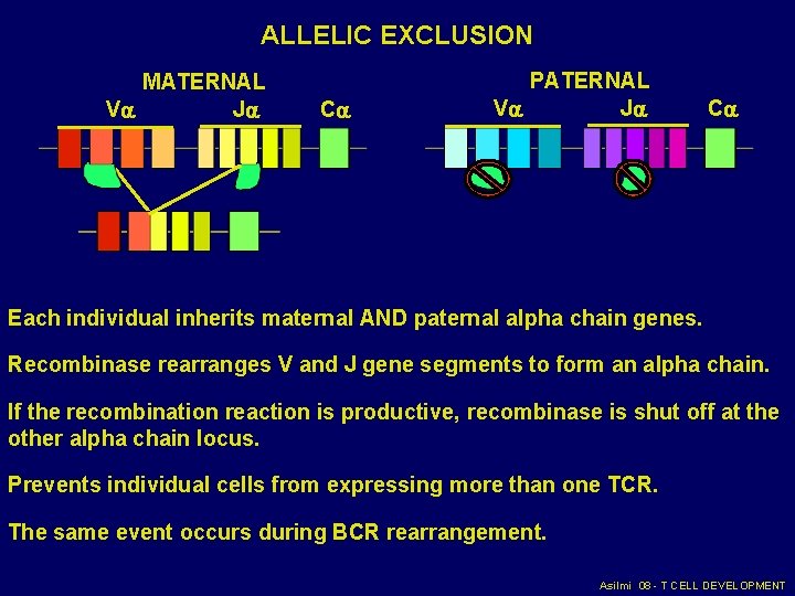 ALLELIC EXCLUSION MATERNAL V J C PATERNAL V J C Each individual inherits maternal ALLELIC EXCLUSION MATERNAL V J C PATERNAL V J C Each individual inherits maternal