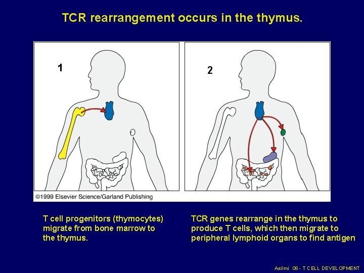 TCR rearrangement occurs in the thymus. 1 T cell progenitors (thymocytes) migrate from bone TCR rearrangement occurs in the thymus. 1 T cell progenitors (thymocytes) migrate from bone