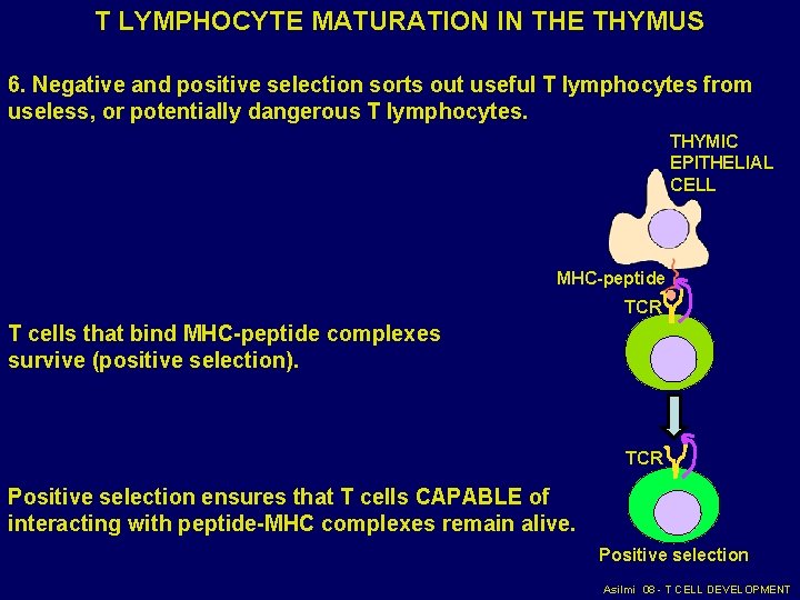 T LYMPHOCYTE MATURATION IN THE THYMUS 6. Negative and positive selection sorts out useful T LYMPHOCYTE MATURATION IN THE THYMUS 6. Negative and positive selection sorts out useful
