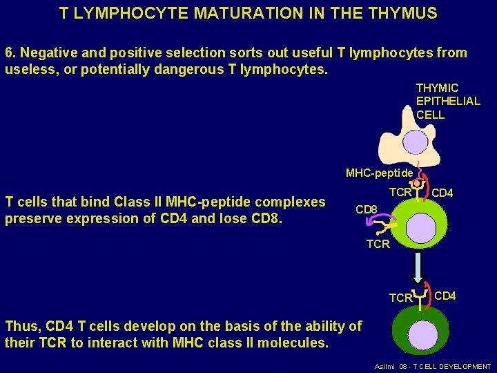 T LYMPHOCYTE MATURATION IN THE THYMUS 6. Negative and positive selection sorts out useful T LYMPHOCYTE MATURATION IN THE THYMUS 6. Negative and positive selection sorts out useful
