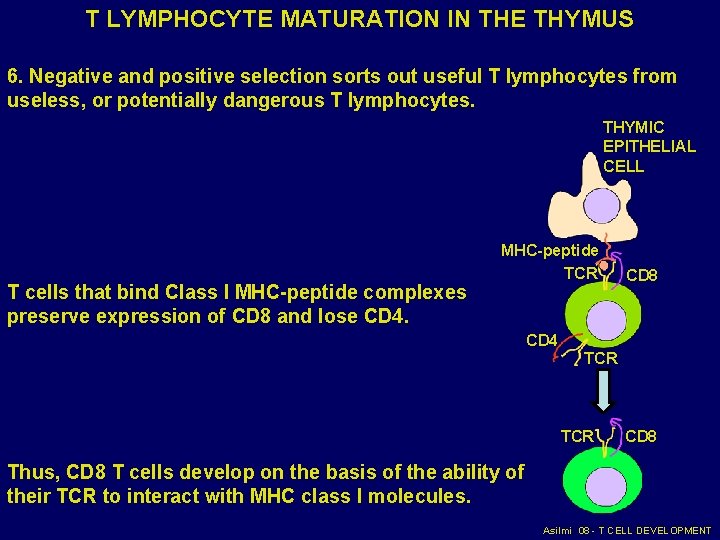 T LYMPHOCYTE MATURATION IN THE THYMUS 6. Negative and positive selection sorts out useful T LYMPHOCYTE MATURATION IN THE THYMUS 6. Negative and positive selection sorts out useful