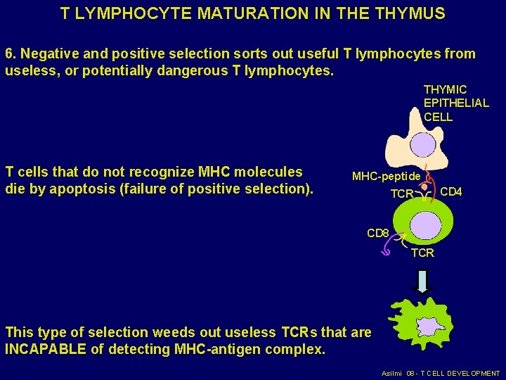 T LYMPHOCYTE MATURATION IN THE THYMUS 6. Negative and positive selection sorts out useful T LYMPHOCYTE MATURATION IN THE THYMUS 6. Negative and positive selection sorts out useful