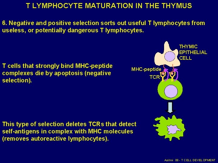 T LYMPHOCYTE MATURATION IN THE THYMUS 6. Negative and positive selection sorts out useful T LYMPHOCYTE MATURATION IN THE THYMUS 6. Negative and positive selection sorts out useful