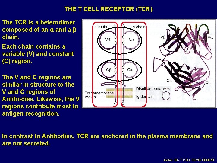 THE T CELL RECEPTOR (TCR) The TCR is a heterodimer composed of an and THE T CELL RECEPTOR (TCR) The TCR is a heterodimer composed of an and