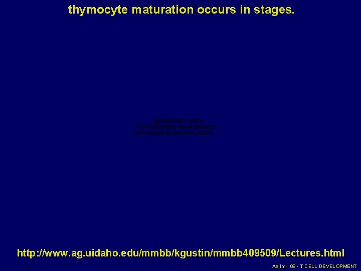 thymocyte maturation occurs in stages. http: //www. ag. uidaho. edu/mmbb/kgustin/mmbb 409509/Lectures. html Asilmi 08 thymocyte maturation occurs in stages. http: //www. ag. uidaho. edu/mmbb/kgustin/mmbb 409509/Lectures. html Asilmi 08