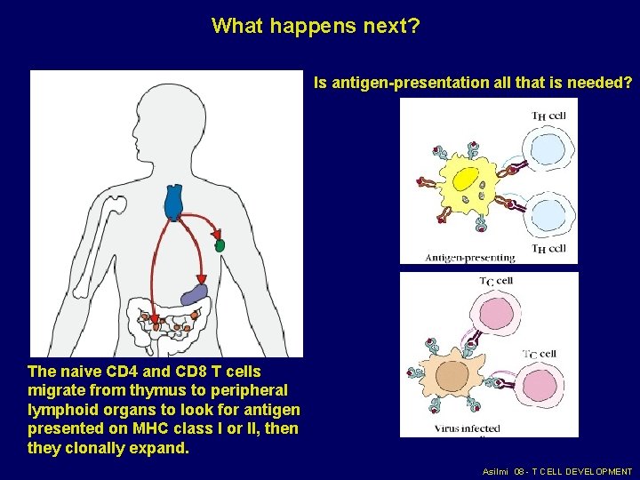 What happens next? Is antigen-presentation all that is needed? The naive CD 4 and What happens next? Is antigen-presentation all that is needed? The naive CD 4 and