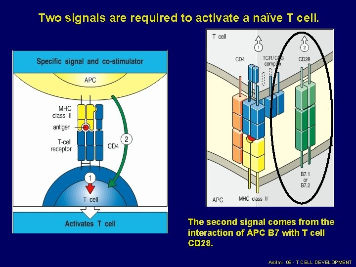 Two signals are required to activate a naïve T cell. The second signal comes Two signals are required to activate a naïve T cell. The second signal comes