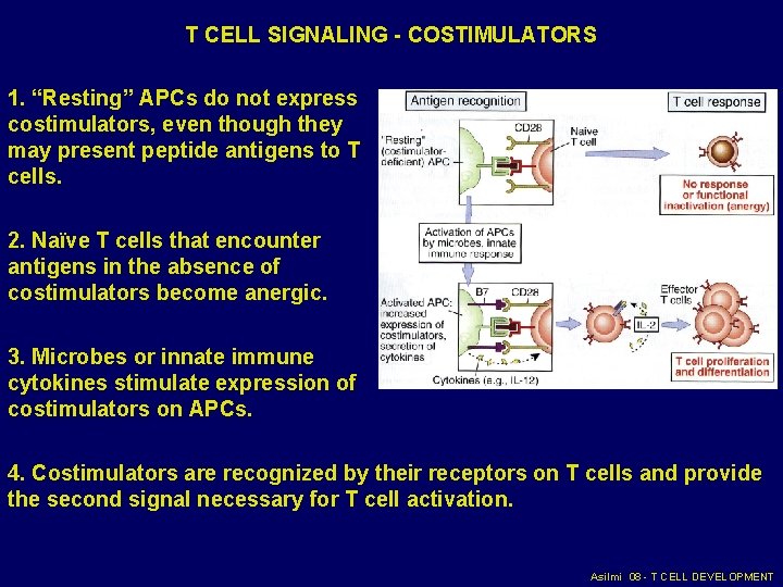 T CELL SIGNALING - COSTIMULATORS 1. “Resting” APCs do not express costimulators, even though T CELL SIGNALING - COSTIMULATORS 1. “Resting” APCs do not express costimulators, even though