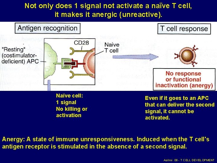 Not only does 1 signal not activate a naïve T cell, it makes it Not only does 1 signal not activate a naïve T cell, it makes it
