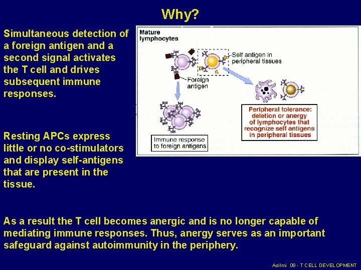 Why? Simultaneous detection of a foreign antigen and a second signal activates the T Why? Simultaneous detection of a foreign antigen and a second signal activates the T