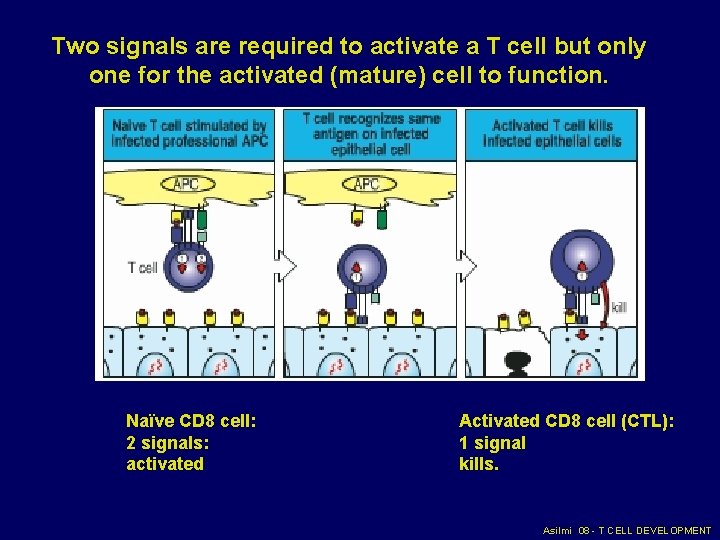 Two signals are required to activate a T cell but only one for the Two signals are required to activate a T cell but only one for the