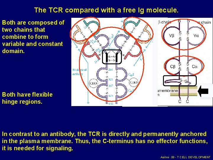 The TCR compared with a free Ig molecule. Both are composed of two chains The TCR compared with a free Ig molecule. Both are composed of two chains