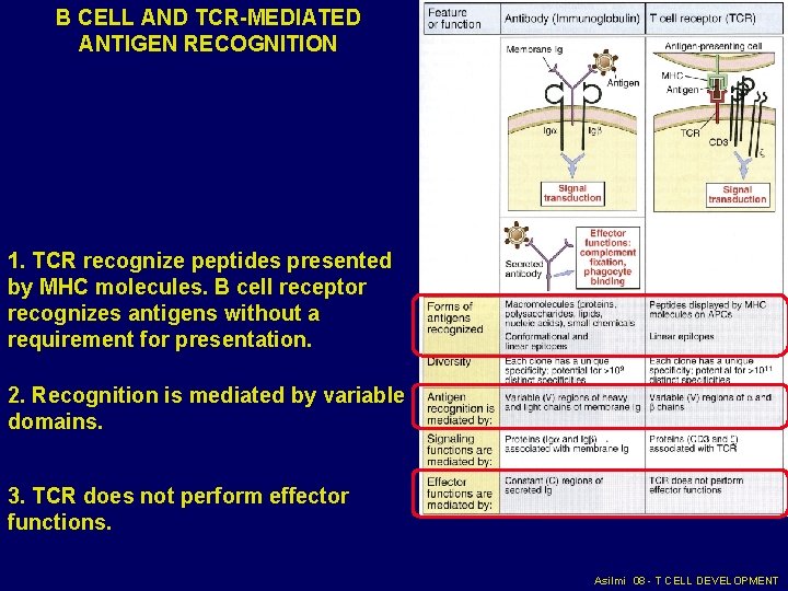 B CELL AND TCR-MEDIATED ANTIGEN RECOGNITION 1. TCR recognize peptides presented by MHC molecules. B CELL AND TCR-MEDIATED ANTIGEN RECOGNITION 1. TCR recognize peptides presented by MHC molecules.