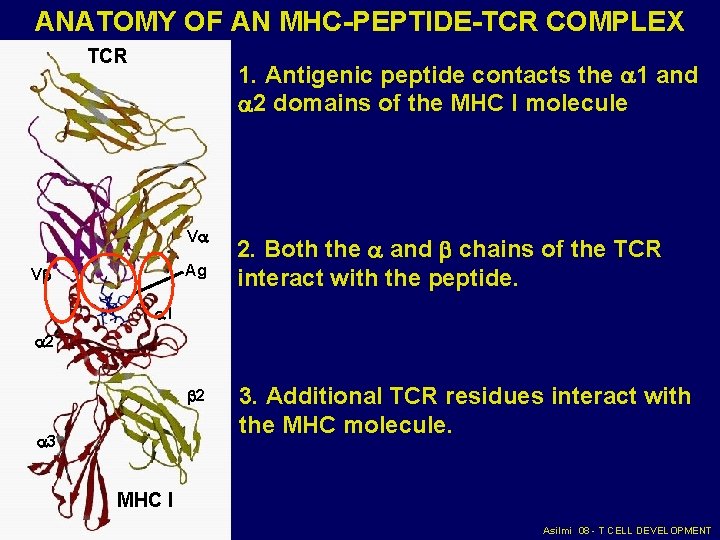 ANATOMY OF AN MHC-PEPTIDE-TCR COMPLEX TCR 1. Antigenic peptide contacts the 1 and 2 ANATOMY OF AN MHC-PEPTIDE-TCR COMPLEX TCR 1. Antigenic peptide contacts the 1 and 2