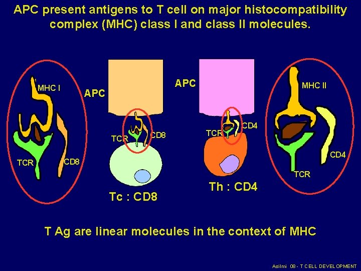 APC present antigens to T cell on major histocompatibility complex (MHC) class I and APC present antigens to T cell on major histocompatibility complex (MHC) class I and