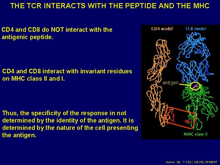 THE TCR INTERACTS WITH THE PEPTIDE AND THE MHC CD 4 and CD 8 THE TCR INTERACTS WITH THE PEPTIDE AND THE MHC CD 4 and CD 8