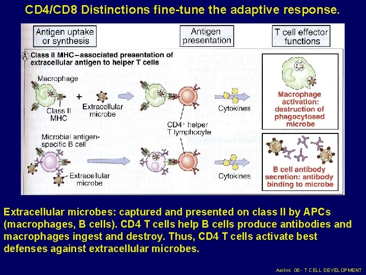 CD 4/CD 8 Distinctions fine-tune the adaptive response. Extracellular microbes: captured and presented on CD 4/CD 8 Distinctions fine-tune the adaptive response. Extracellular microbes: captured and presented on