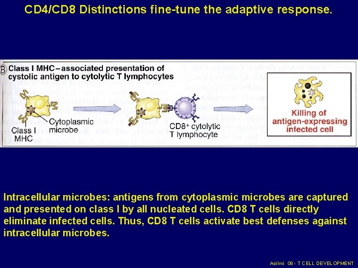 CD 4/CD 8 Distinctions fine-tune the adaptive response. Intracellular microbes: antigens from cytoplasmic microbes CD 4/CD 8 Distinctions fine-tune the adaptive response. Intracellular microbes: antigens from cytoplasmic microbes