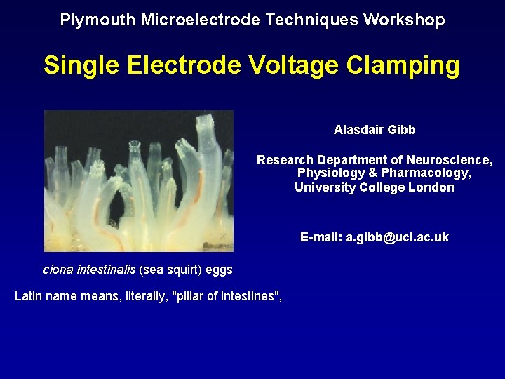 Plymouth Microelectrode Techniques Workshop Single Electrode Voltage Clamping Alasdair Gibb Research Department of Neuroscience,