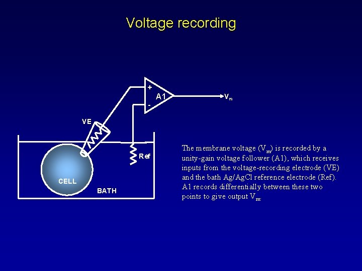 Voltage recording + - A 1 Vm VE Ref CELL BATH The membrane voltage