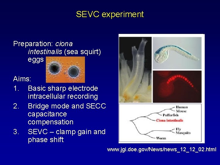 SEVC experiment Preparation: ciona intestinalis (sea squirt) eggs Aims: 1. Basic sharp electrode intracellular