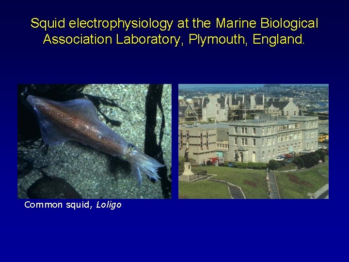 Squid electrophysiology at the Marine Biological Association Laboratory, Plymouth, England. Common squid, Loligo 
