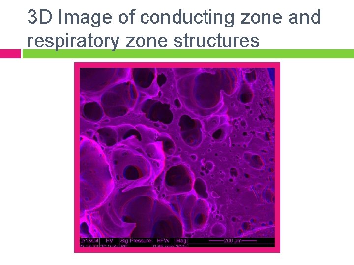 3 D Image of conducting zone and respiratory zone structures 