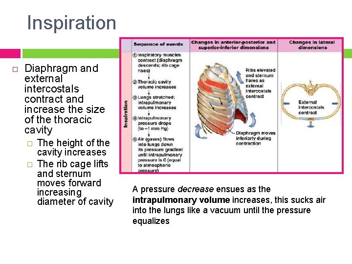 Inspiration Diaphragm and external intercostals contract and increase the size of the thoracic cavity