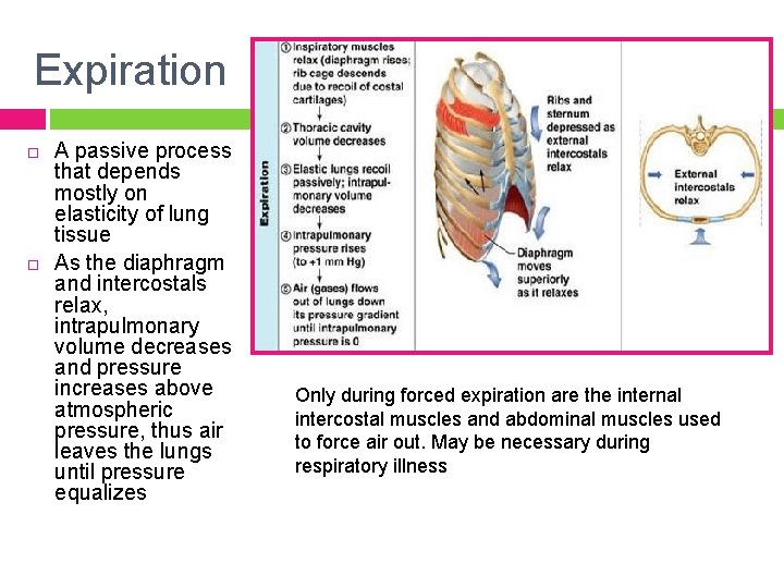 Expiration A passive process that depends mostly on elasticity of lung tissue As the