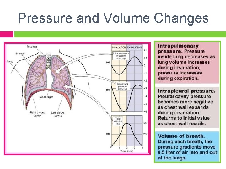 Pressure and Volume Changes 