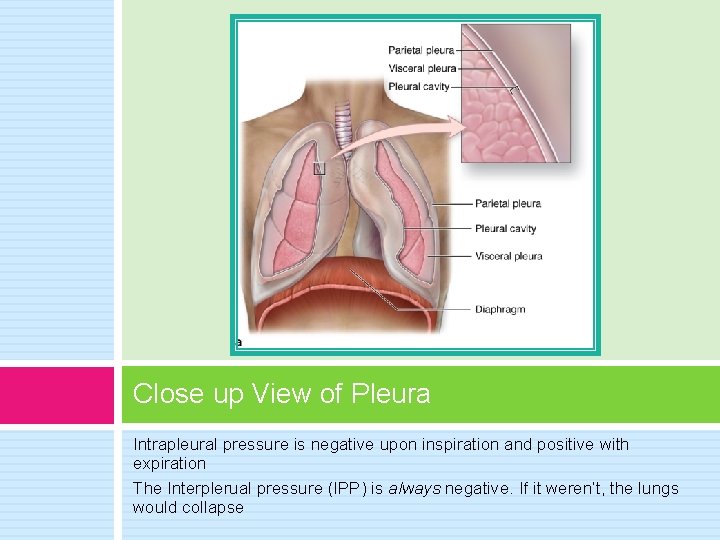 Close up View of Pleura Intrapleural pressure is negative upon inspiration and positive with