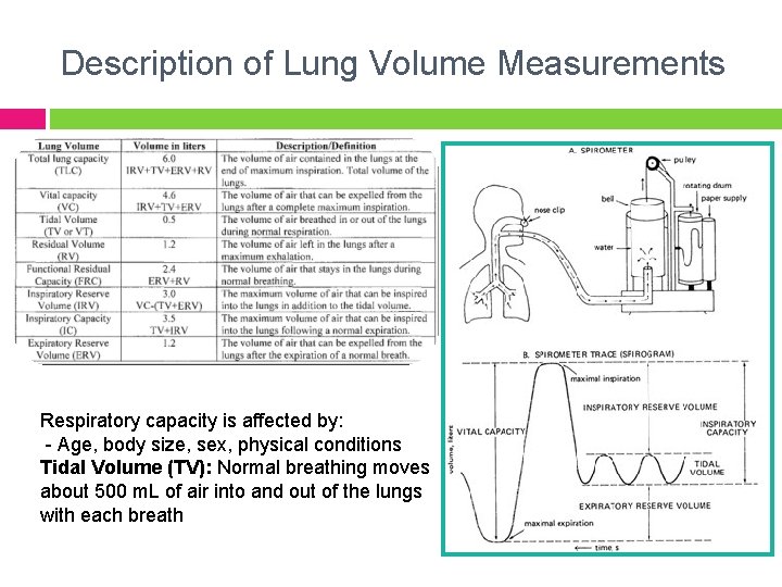 Description of Lung Volume Measurements Respiratory capacity is affected by: - Age, body size,