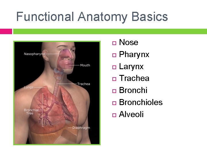 Functional Anatomy Basics Nose Pharynx Larynx Trachea Bronchioles Alveoli 