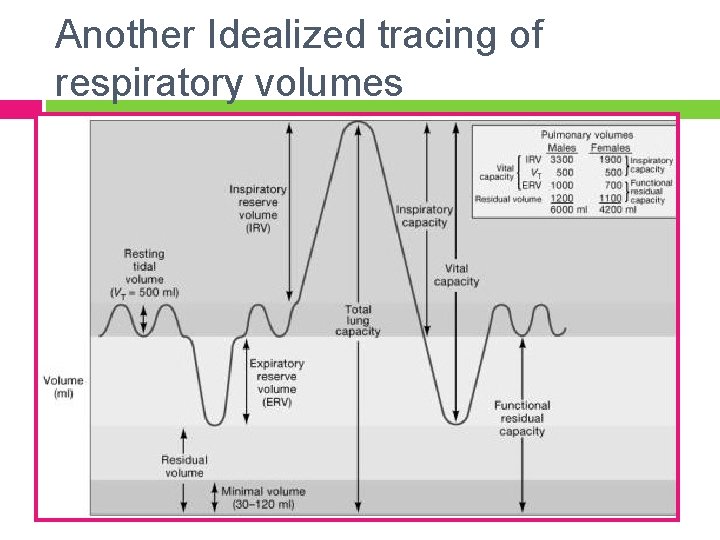 Another Idealized tracing of respiratory volumes 