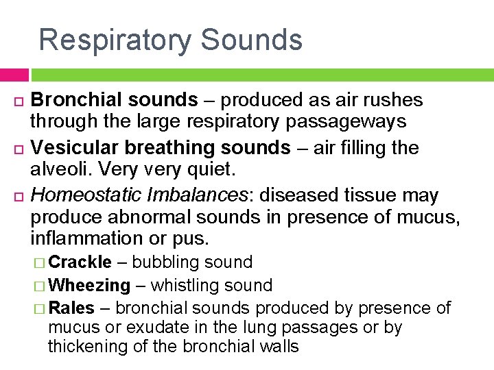 Respiratory Sounds Bronchial sounds – produced as air rushes through the large respiratory passageways