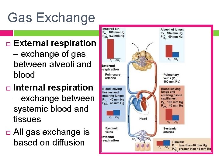 Gas Exchange External respiration – exchange of gas between alveoli and blood Internal respiration