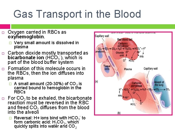 Gas Transport in the Blood Oxygen carried in RBCs as oxyhemoglobin. � Carbon dioxide